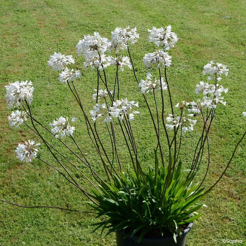 Agapanthus Graphite White - Schmucklilie (Wuchs)