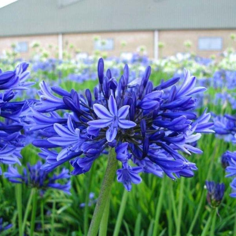 Agapanthus Midnight Blue - Schmucklilie (Hafen)