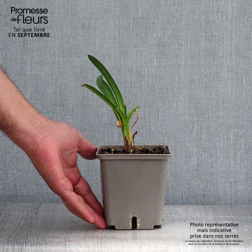 Exemplar von Agapanthus Royal Velvet - Schmucklilie Topf mit 1L/1,5L wie im Herbst geliefert