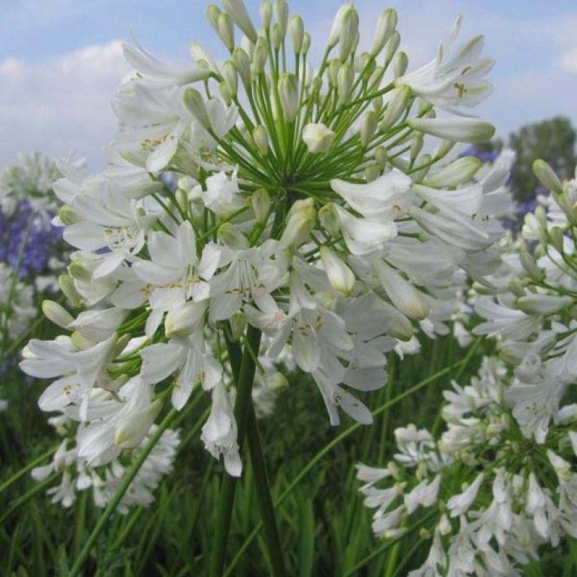 Agapanthus Ice Lolly - Schmucklilie (Hafen)