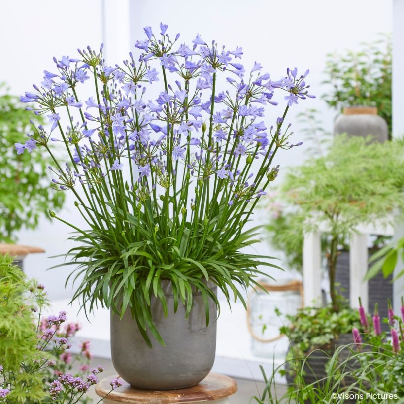 Agapanthus Blue Baby - Schmucklilie (Wuchs)