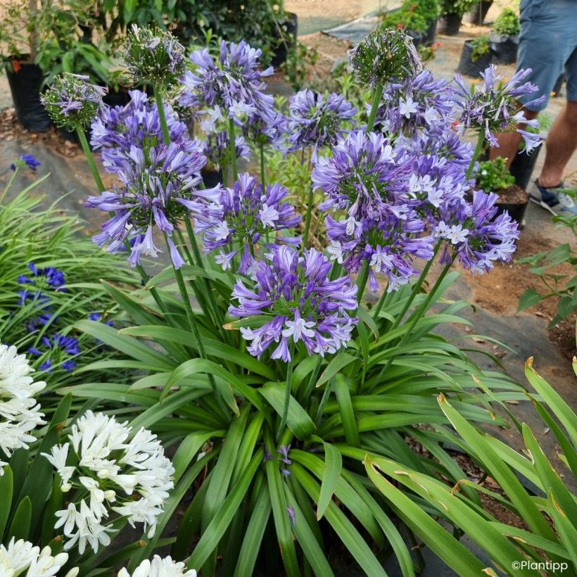 Agapanthus Everpanthus Midnight Moon - Schmucklilie (Wuchs)