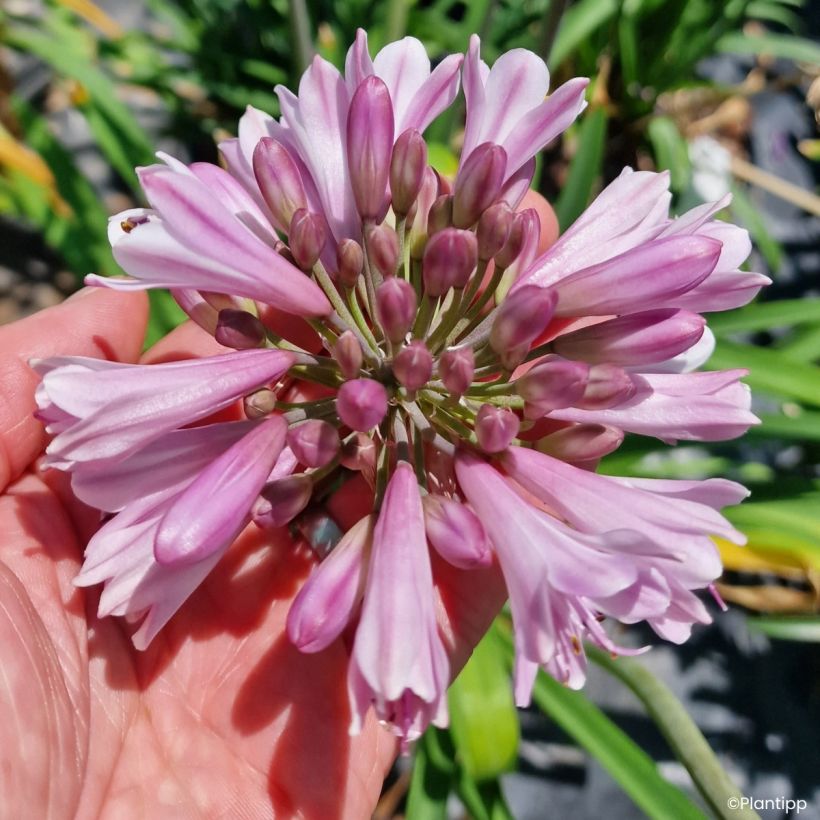 Agapanthus Poppin' Pink - Schmucklilie (Blüte)