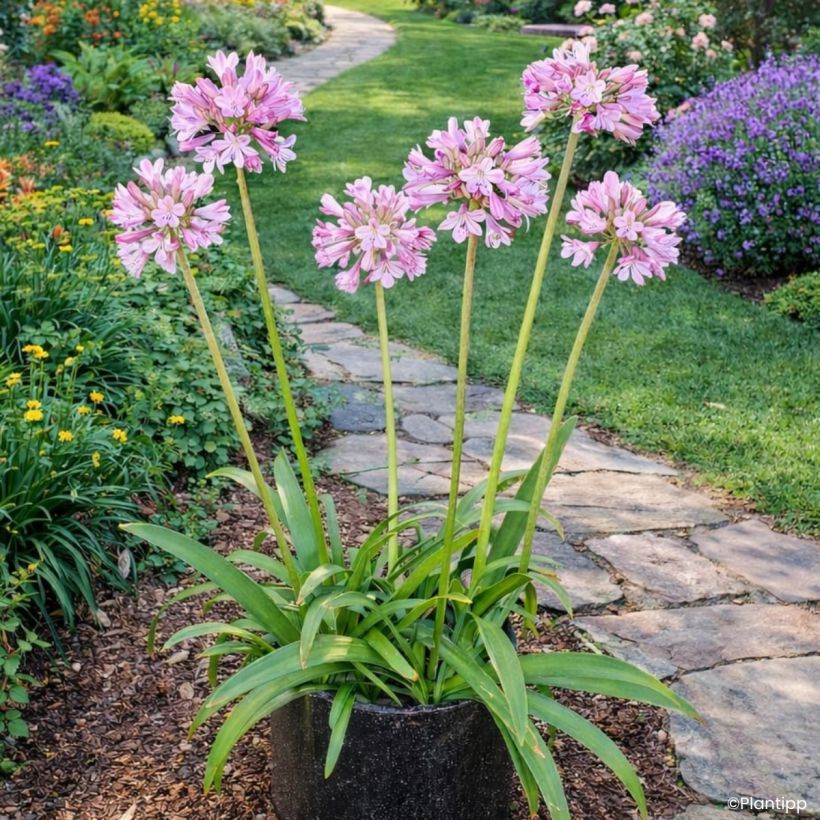 Agapanthus Poppin' Pink - Schmucklilie (Wuchs)