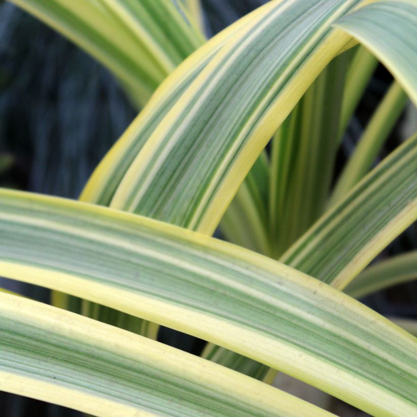 Agapanthus praecox Zambezi - Schmucklilie (Laub)