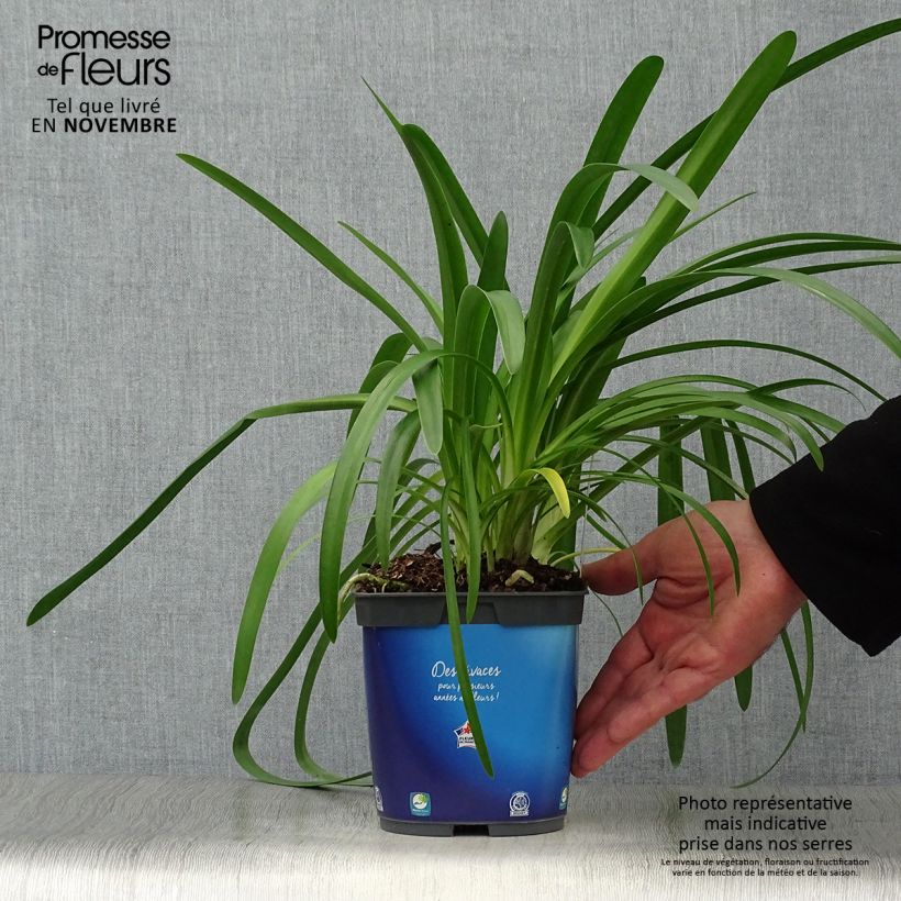 Exemplar von Agapanthus umbellatus - Schmucklilie Topf mit 2L/3L wie im Herbst geliefert