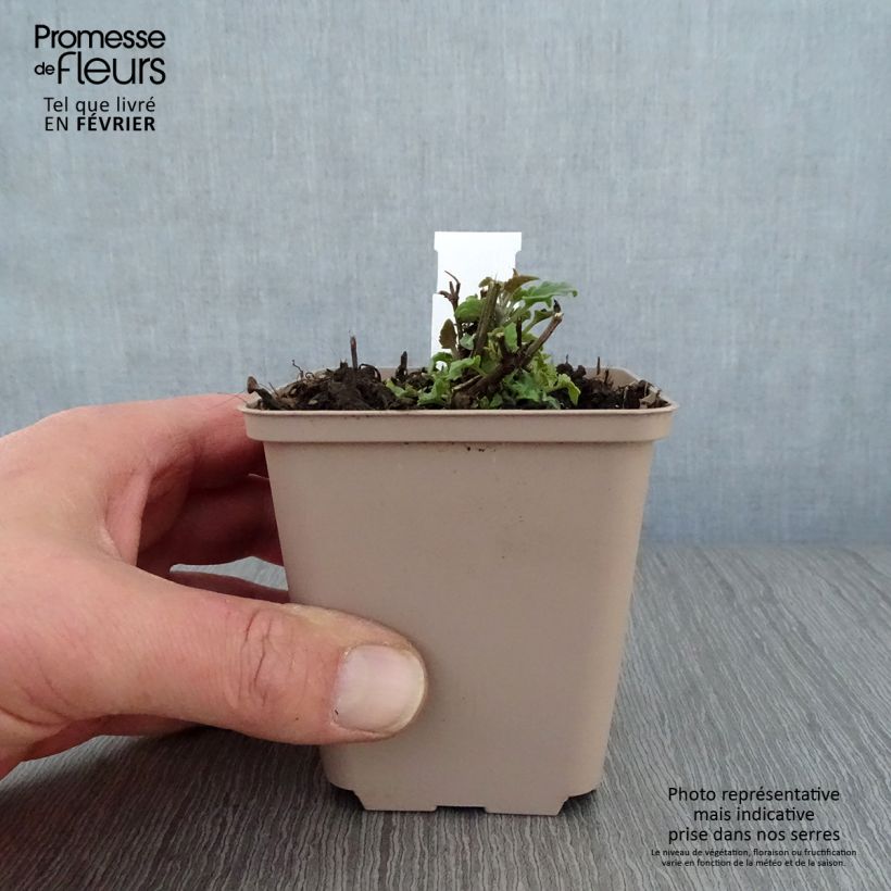 Exemplar von Agastache barberi Firebird - Duftnessel Kleine Töpfe von 8/9 cm wie im Winter geliefert