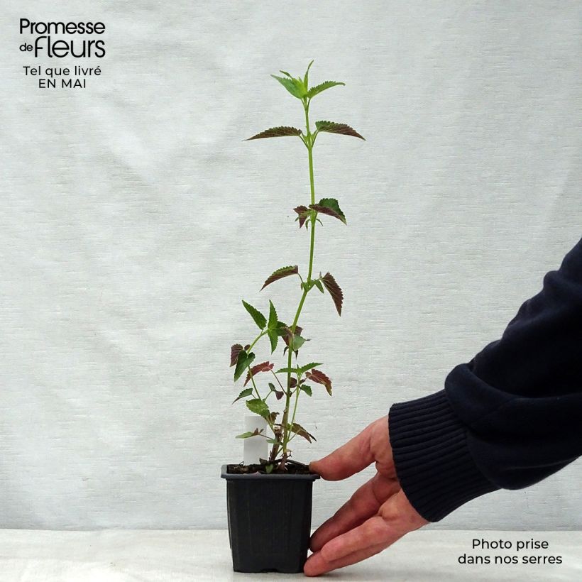 Exemplar von Agastache foeniculum Black Adder - Duftnessel Kleine Töpfe von 8/9 cm wie im Frühjahr geliefert