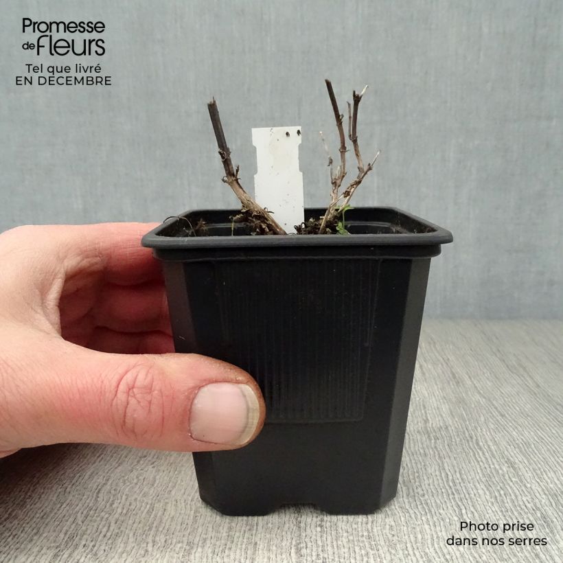 Exemplar von Agastache foeniculum Black Adder - Duftnessel Kleine Töpfe von 8/9 cm wie im Winter geliefert