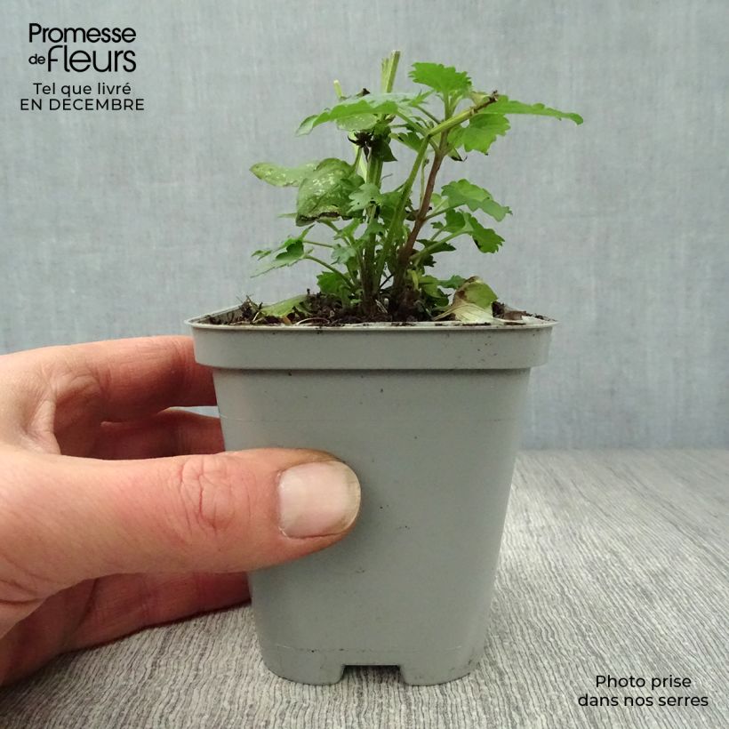 Exemplar von Agastache Blue Boa - Duftnessel Kleine Töpfe von 8/9 cm wie im Winter geliefert