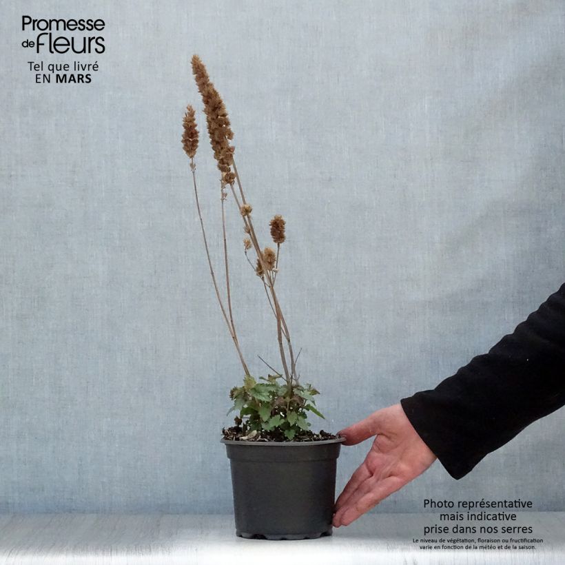 Exemplar von Agastache Blue Boa - Duftnessel Topf mit 2L/3L wie im Frühjahr geliefert