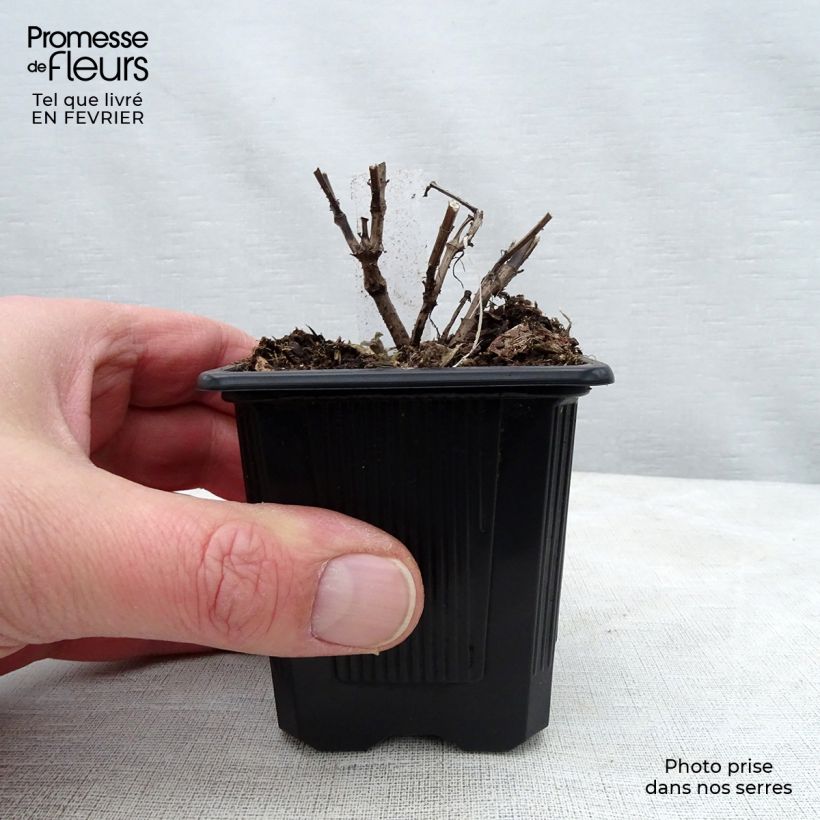 Exemplar von Agastache Blue Fortune - Duftnessel Kleine Töpfe von 8/9 cm wie im Winter geliefert