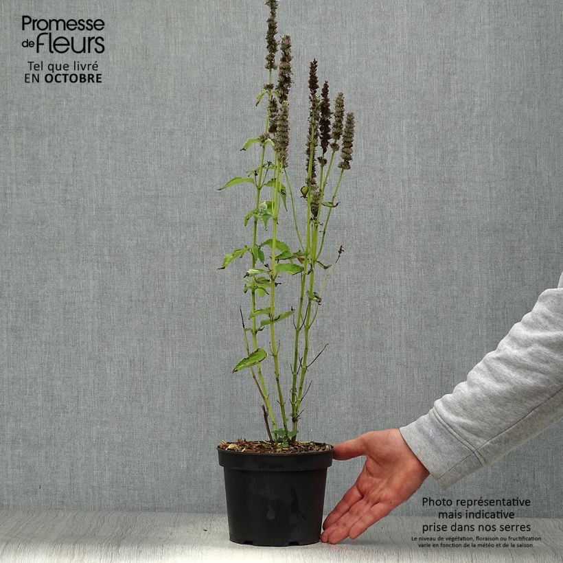 Exemplar von Agastache Blue Fortune - Duftnessel Topf mit 2L/3L wie im Herbst geliefert