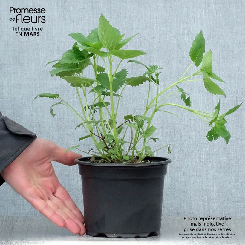 Exemplar von Agastache Blue Fortune - Duftnessel Topf mit 2L/3L wie im Frühjahr geliefert