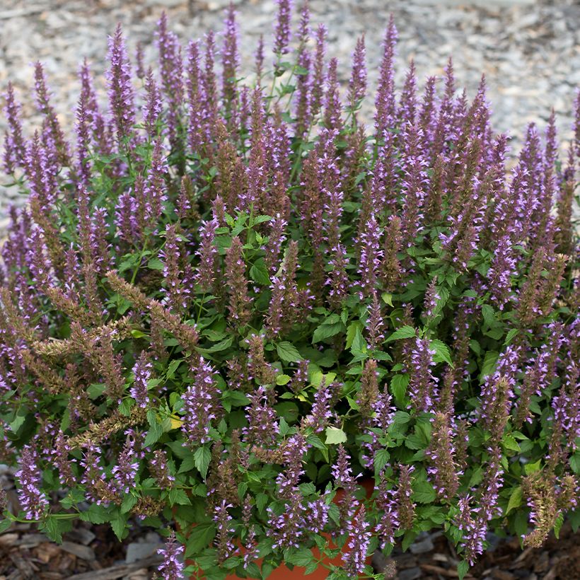 Agastache foeniculum Celestia - Duftnessel (Blüte)