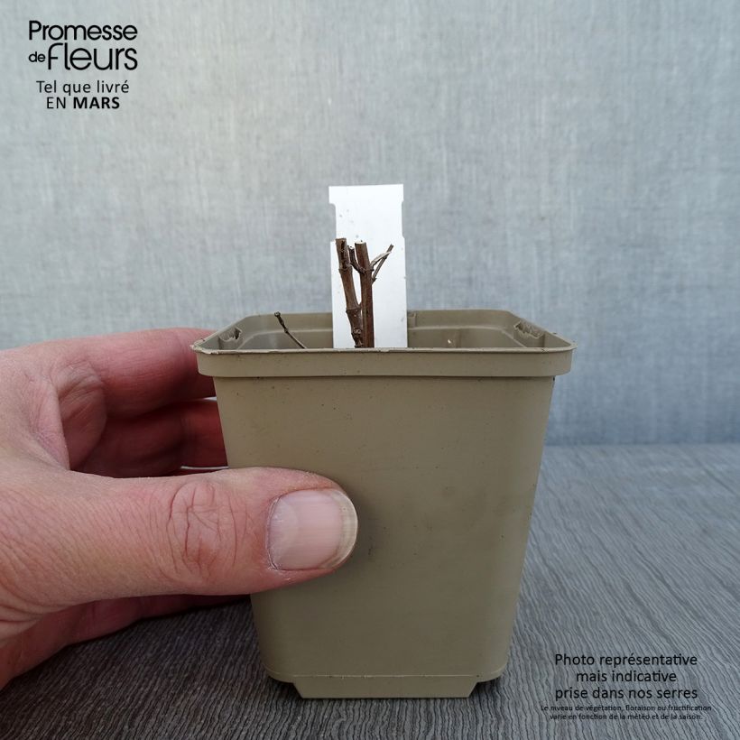 Exemplar von Agastache Crazy Fortune - Duftnessel Kleine Töpfe von 8/9 cm wie im Winter geliefert