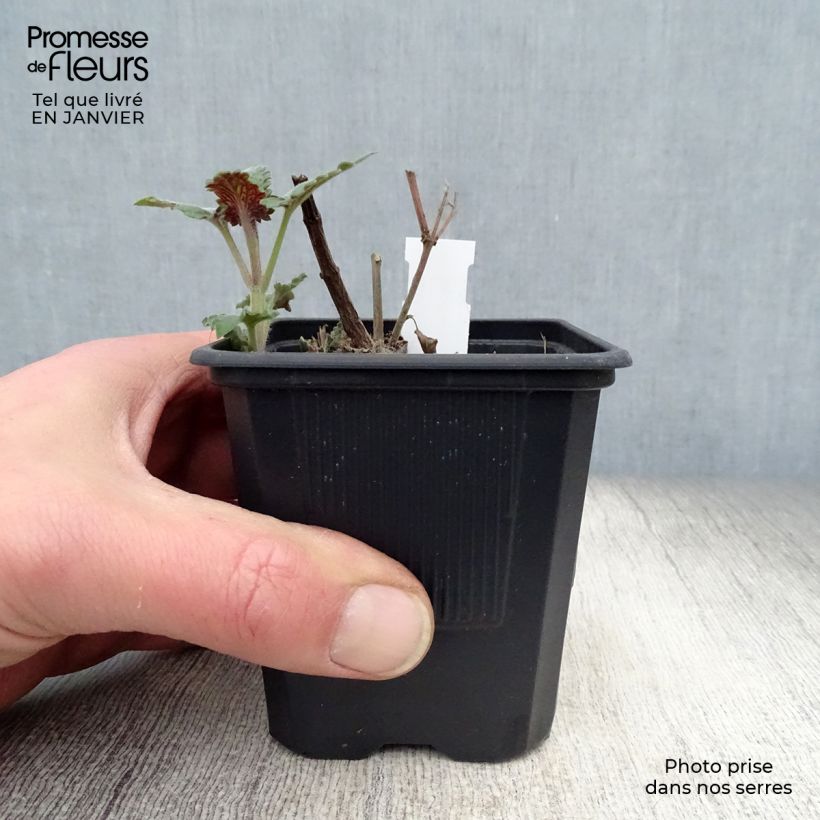 Exemplar von Agastache Globetrotter - Duftnessel Kleine Töpfe von 8/9 cm wie im Winter geliefert