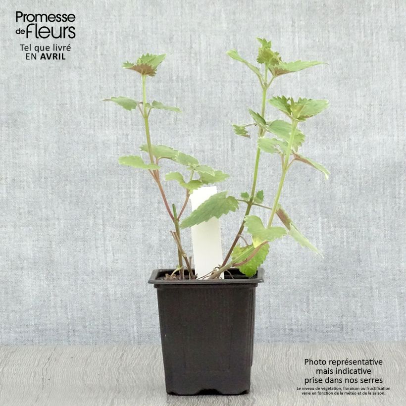 Exemplar von Agastache Globetrotter - Duftnessel Kleine Töpfe von 8/9 cm wie im Frühjahr geliefert