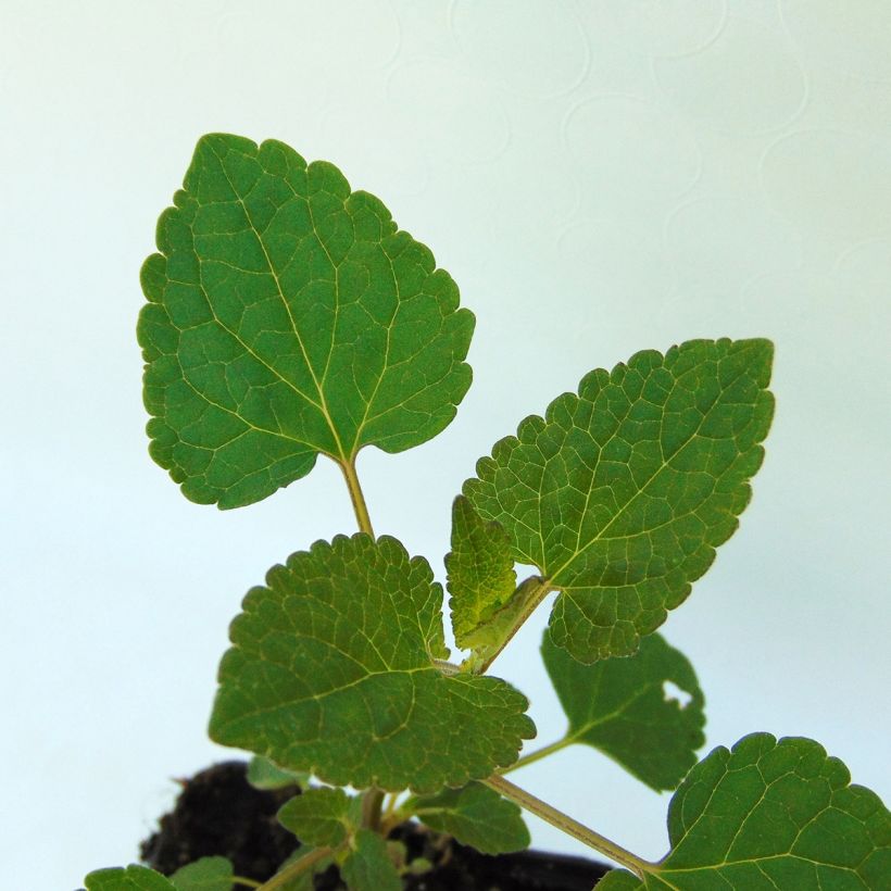 Agastache Kolibri - Duftnessel (Laub)