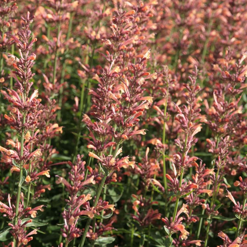 Agastache Kolibri - Duftnessel (Blüte)