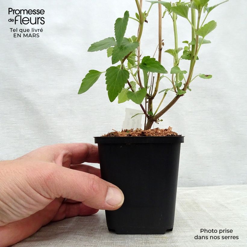 Exemplar von Agastache Kolibri - Duftnessel Kleine Töpfe von 8/9 cm wie im Winter geliefert