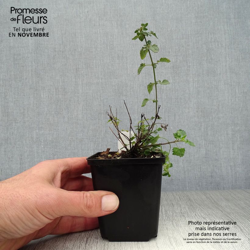 Exemplar von Agastache Kudos Mandarin - Duftnessel Kleine Töpfe von 8/9 cm wie im Herbst geliefert
