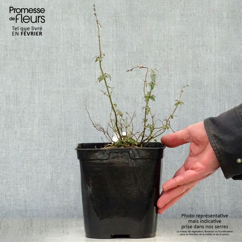 Exemplar von Agastache Kudos Mandarin - Duftnessel Topf mit 2L/3L wie im Winter geliefert