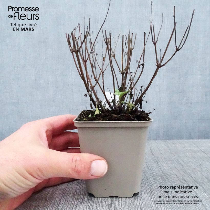 Exemplar von Agastache Kudos Yellow - Duftnessel Kleine Töpfe von 8/9 cm wie im Winter geliefert