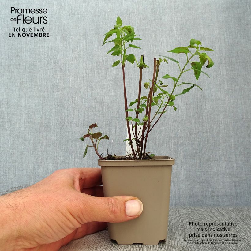Exemplar von Agastache Serpentine - Duftnessel Kleine Töpfe von 8/9 cm wie im Herbst geliefert