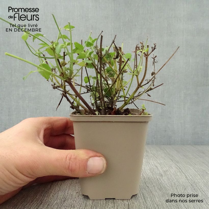 Exemplar von Agastache Serpentine - Duftnessel Kleine Töpfe von 8/9 cm wie im Winter geliefert