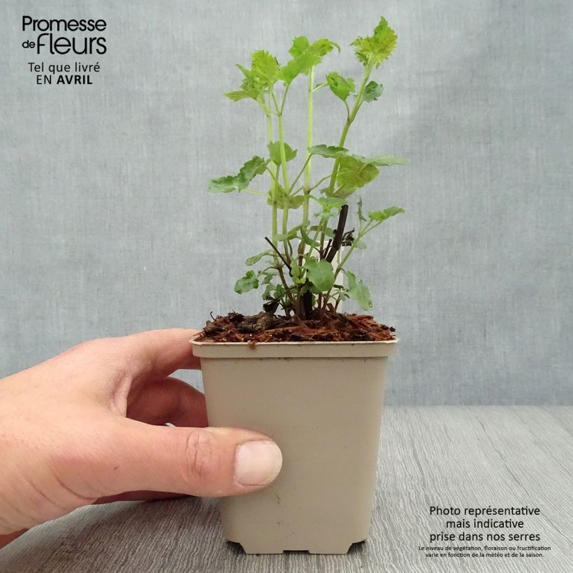 Exemplar von Agastache Serpentine - Duftnessel Kleine Töpfe von 8/9 cm wie im Frühjahr geliefert