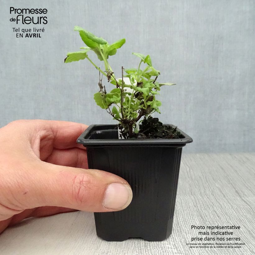 Exemplar von Agastache aurantiaca Tango - Duftnessel Kleine Töpfe von 8/9 cm wie im Frühjahr geliefert