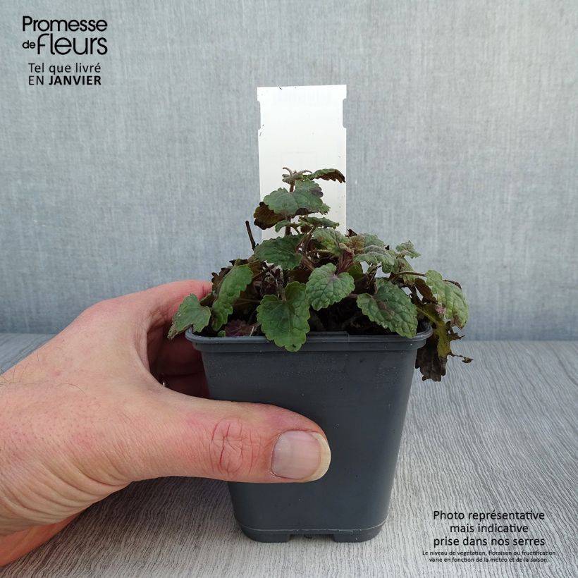 Exemplar von Agastache cana - Duftnessel Kleine Töpfe von 8/9 cm wie im Winter geliefert