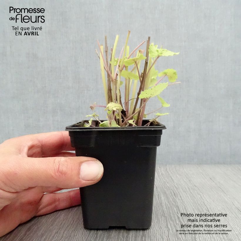 Exemplar von Agastache foeniculum Golden Jubilee - Duftnessel Kleine Töpfe von 7/8 cm wie im Frühjahr geliefert