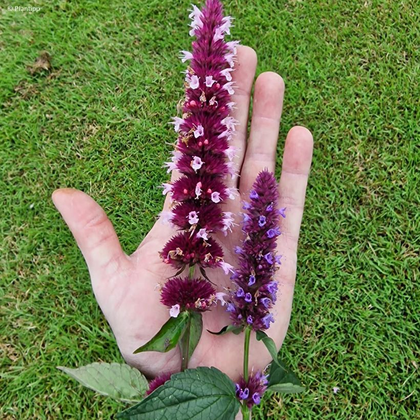 Agastache Beelicious Pink - Duftnessel (Blüte)