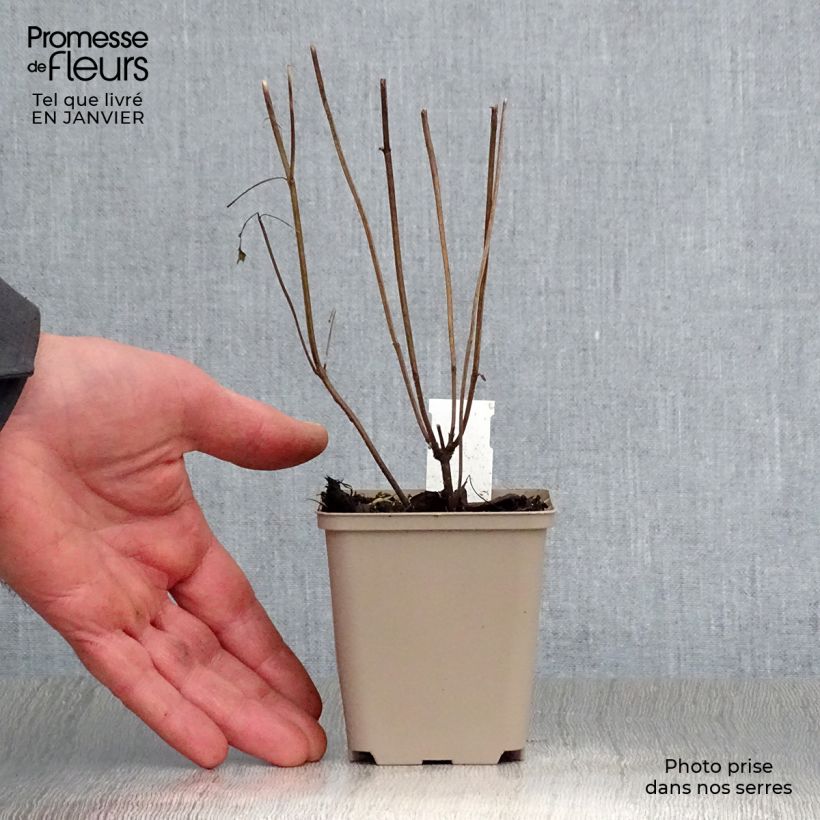 Exemplar von Agastache Beelicious Purple ‘Agapd’ - Duftnessel Kleine Töpfe von 8/9 cm wie im Winter geliefert