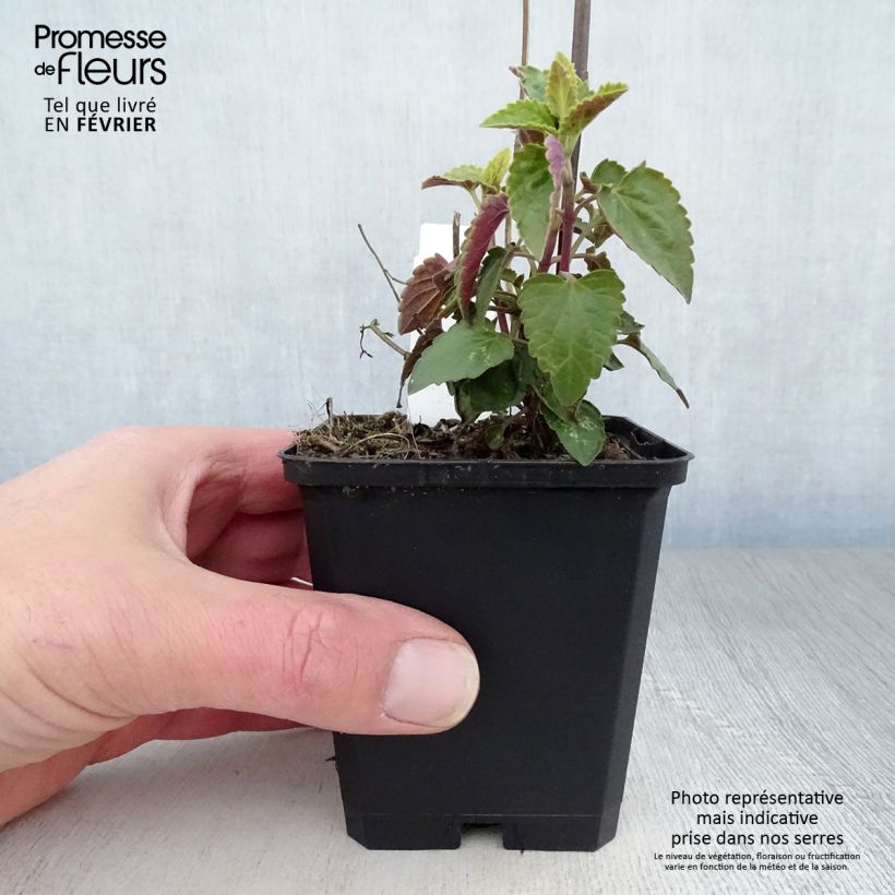 Exemplar von Agastache mexicana Red Fortune - Duftnessel Kleine Töpfe von 8/9 cm wie im Winter geliefert