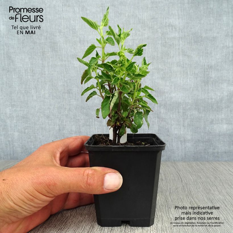 Exemplar von Agastache mexicana Red Fortune - Duftnessel Kleine Töpfe von 8/9 cm wie im Frühjahr geliefert