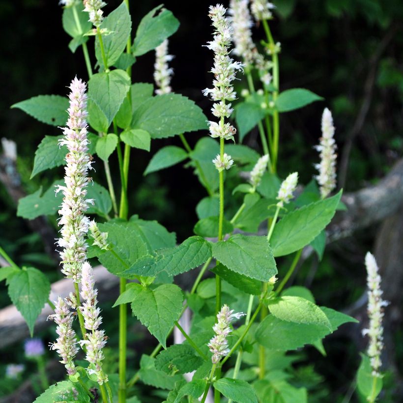 Agastache nepetoides Fuji no Yuki - Duftnessel (Hafen)