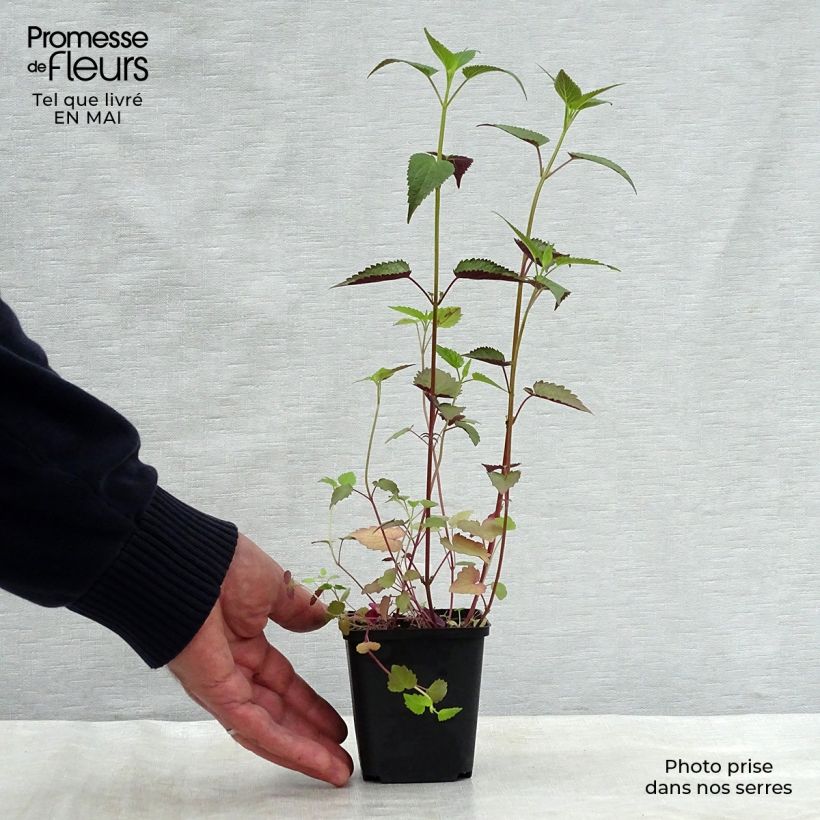 Exemplar von Agastache rugosa After Eight - Duftnessel Kleine Töpfe von 8/9 cm wie im Frühjahr geliefert