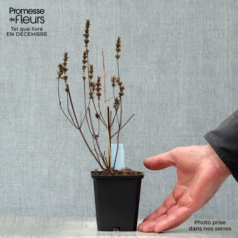 Exemplar von Agastache rugosa After Eight - Duftnessel Kleine Töpfe von 8/9 cm wie im Winter geliefert