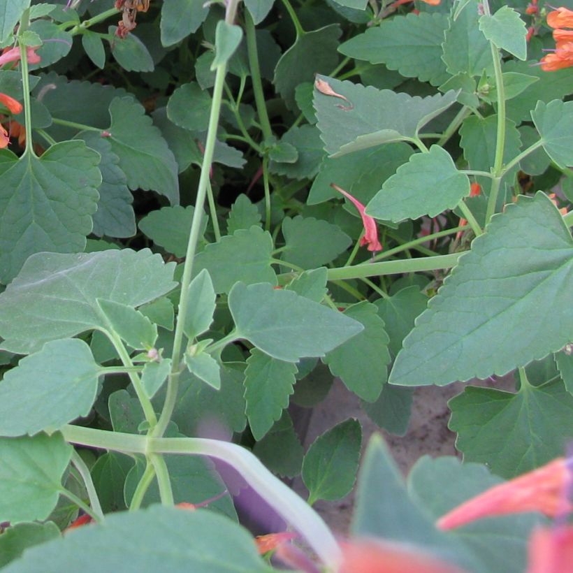 Agastache rupestris - Duftnessel (Laub)