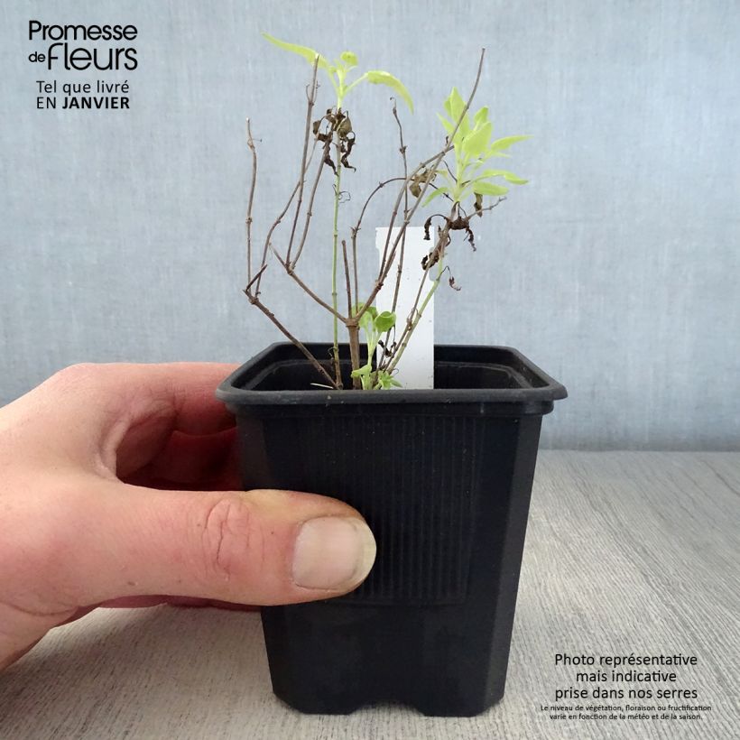 Exemplar von Agastache rupestris - Duftnessel Kleine Töpfe von 8/9 cm wie im Winter geliefert