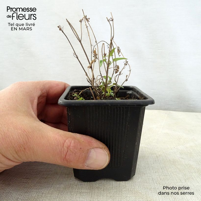 Exemplar von Agastache rupestris - Duftnessel Kleine Töpfe von 8/9 cm wie im Frühjahr geliefert