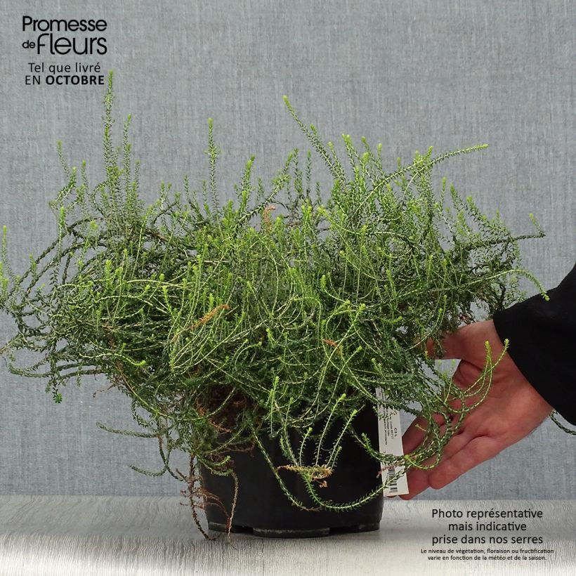 Exemplar von Agathosma capensis - Buchu Topf mit 2L/3L wie im Herbst geliefert