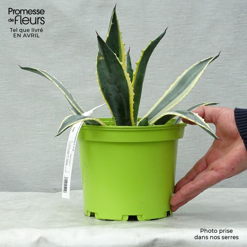 Exemplar von Agave americana Variegata - Amerikanische Agave Topf mit 2L/3L wie im Frühjahr geliefert