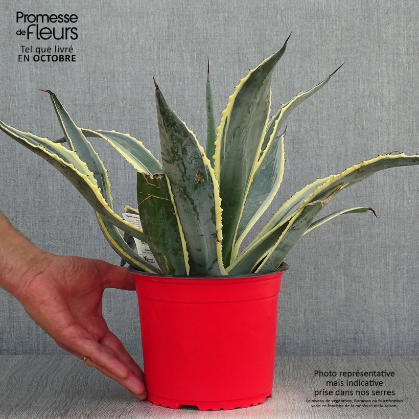 Exemplar von Agave americana Variegata - Amerikanische Agave Topf mit 2L/3L wie im Herbst geliefert