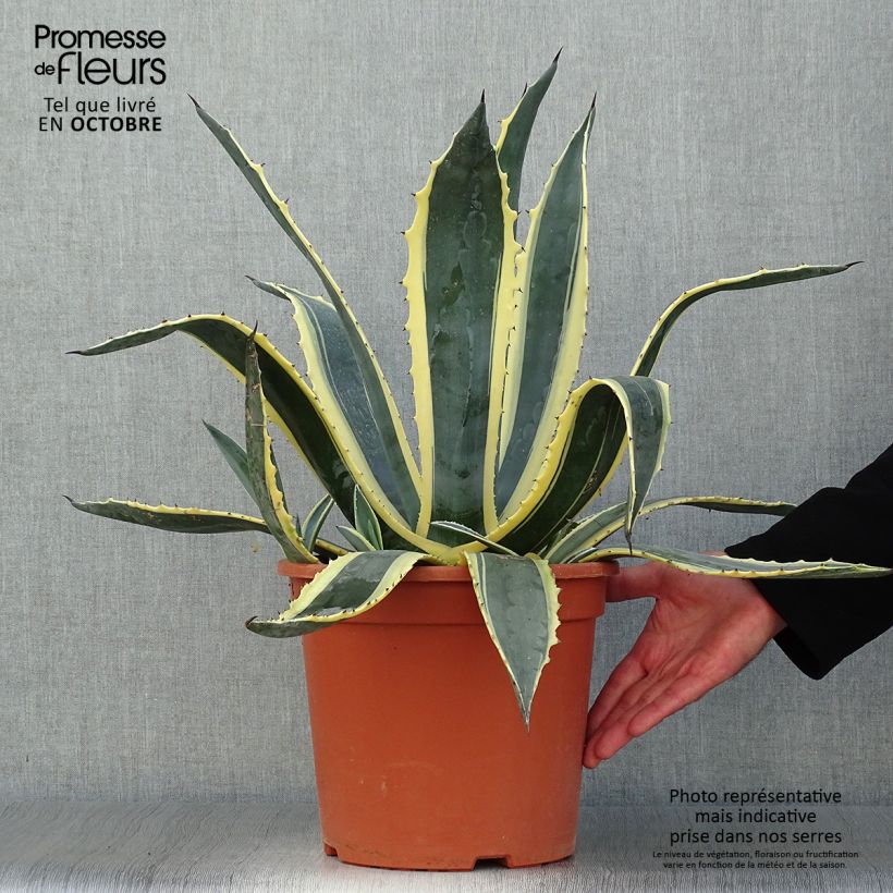 Exemplar von Agave americana Variegata - Amerikanische Agave Topf mit 7,5L/10L wie im Herbst geliefert