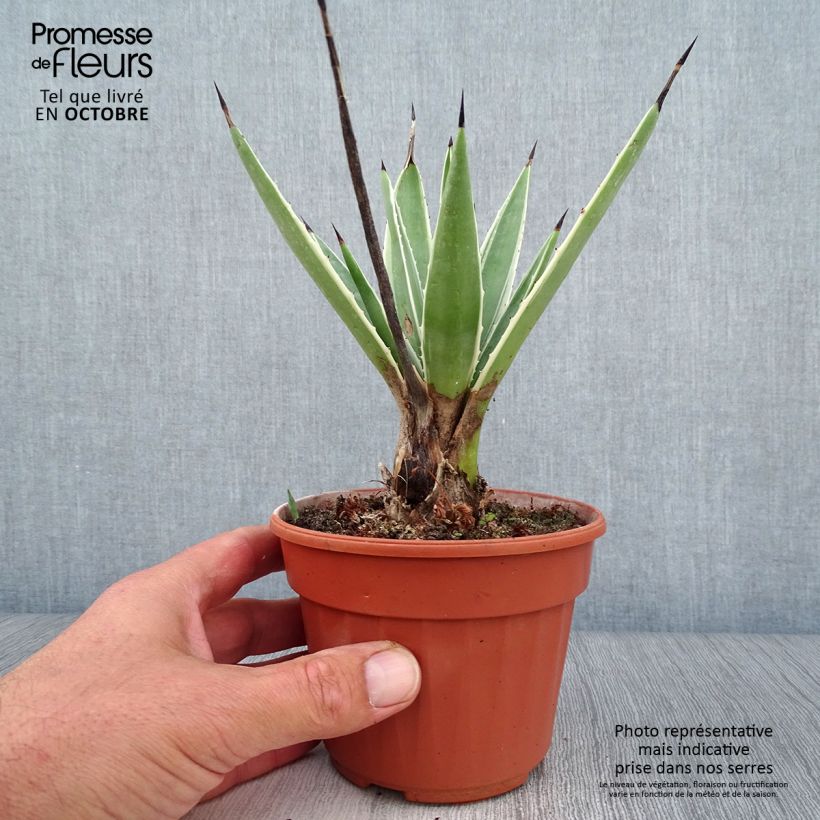 Exemplar von Agave angustifolia Marginata - Schmalblättrige Agave Topf 12 cm / 13 cm wie im Herbst geliefert