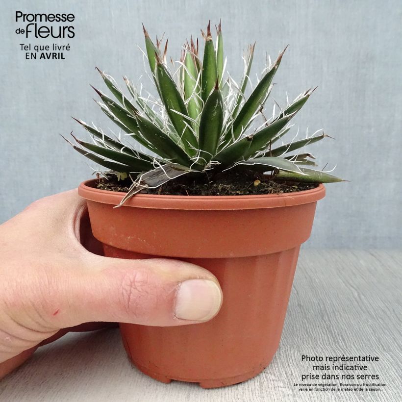 Exemplar von Agave filifera Kleine Töpfe von 8/9 cm wie im Frühjahr geliefert